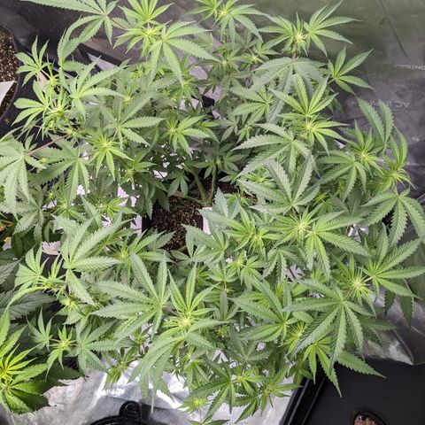 Pineapple Kush growlog timeline photo
