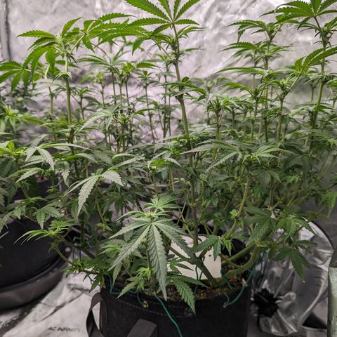 Pineapple Kush growlog timeline photo