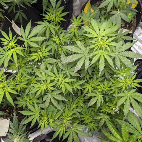 Honey Cream growlog timeline photo