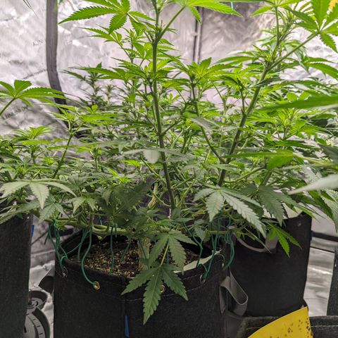 Honey Cream growlog timeline photo