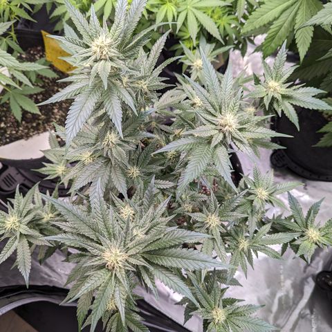 Chocolate Haze 3 - 1 growlog timeline photo