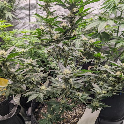 Chocolate Haze 3 - 1 growlog timeline photo