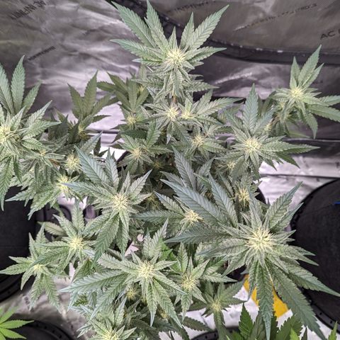  Chocolate Haze 3 - 2 growlog timeline photo