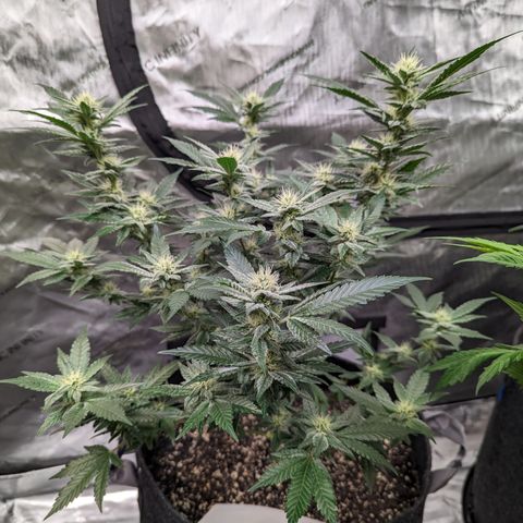  Chocolate Haze 3 - 2 growlog timeline photo