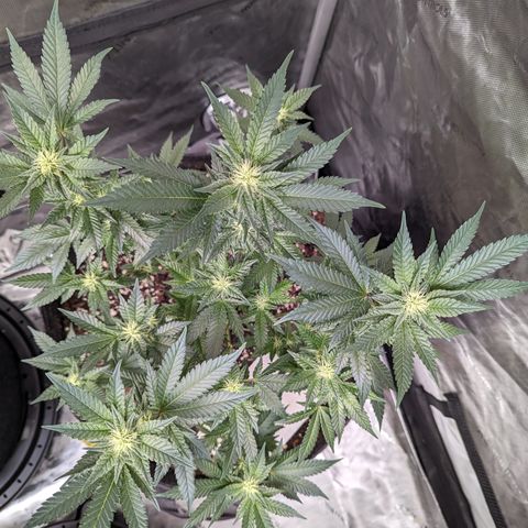 Chocolate Haze 3 - 3 growlog timeline photo