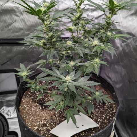 Chocolate Haze 3 - 3 growlog timeline photo