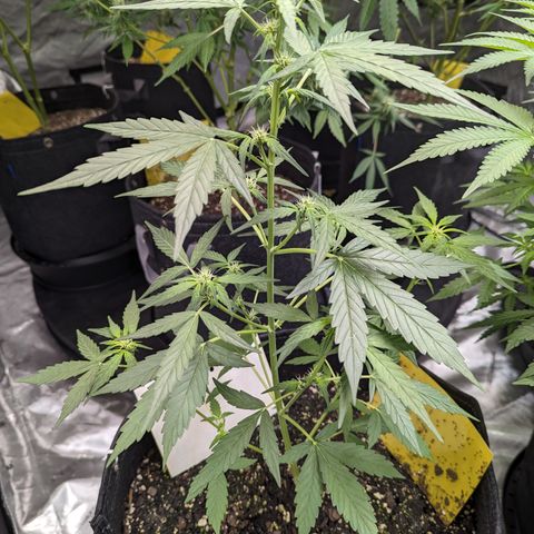 Epsilon F1 growlog timeline photo