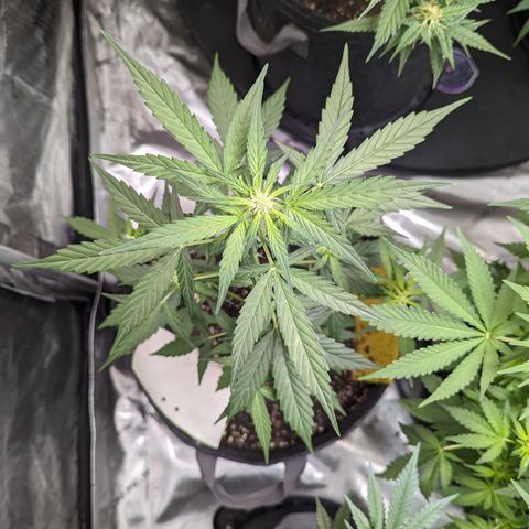 Epsilon F1 growlog timeline photo