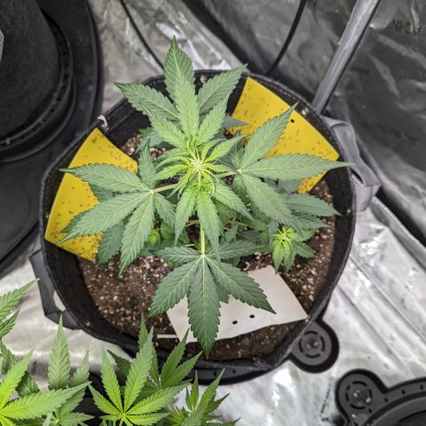 Apollo F1 growlog timeline photo
