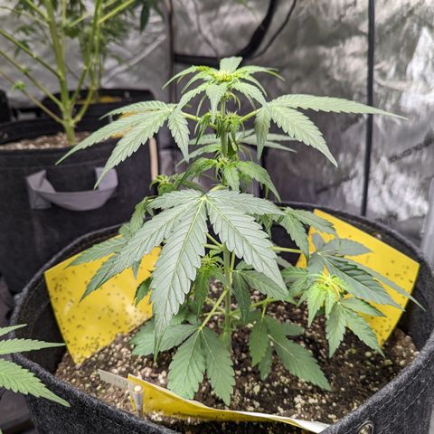 Apollo F1 growlog timeline photo