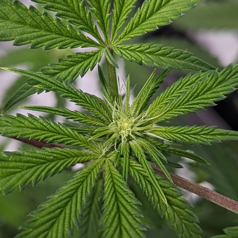Pineapple Kush growlog timeline photo