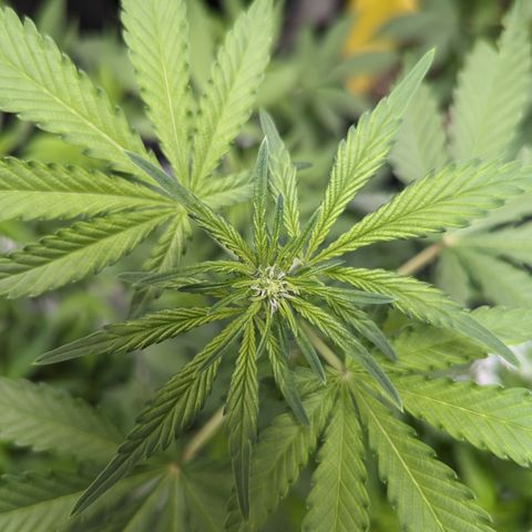 Honey Cream growlog timeline photo
