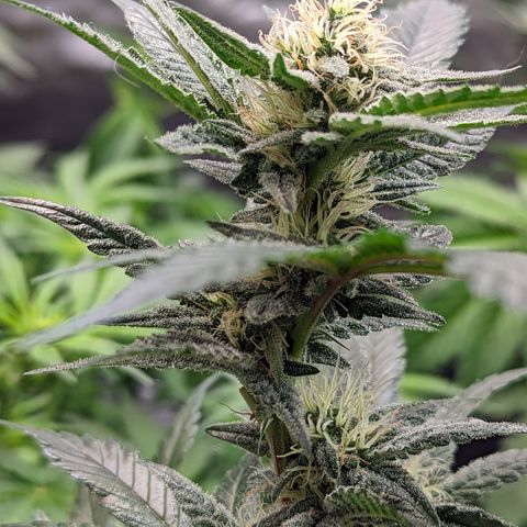 Chocolate Haze 3 - 1 growlog timeline photo