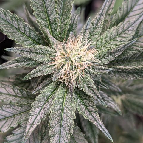 Chocolate Haze 3 - 1 growlog timeline photo