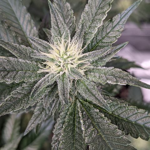  Chocolate Haze 3 - 2 growlog timeline photo