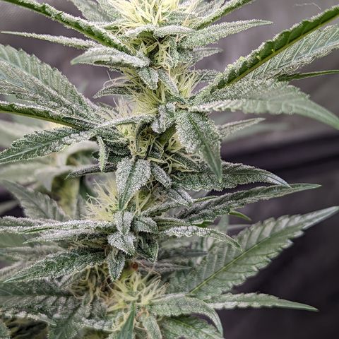  Chocolate Haze 3 - 2 growlog timeline photo