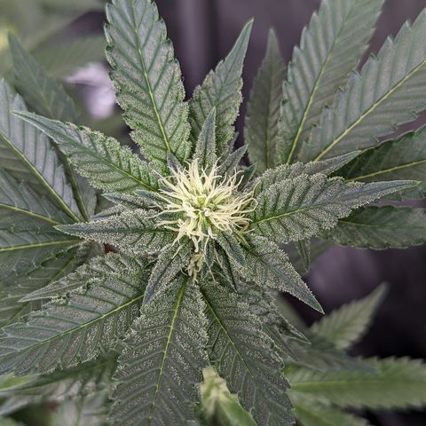 Chocolate Haze 3 - 3 growlog timeline photo