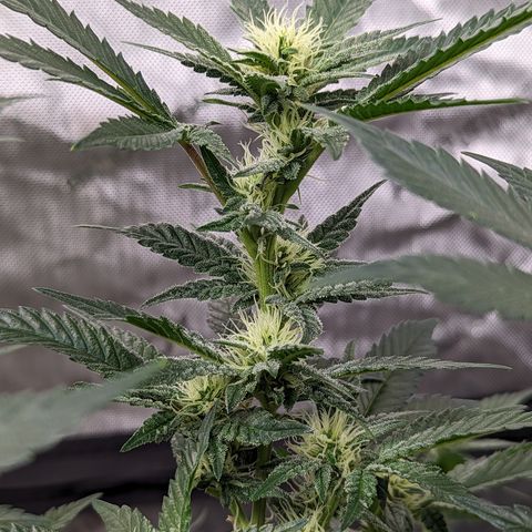 Chocolate Haze 3 - 3 growlog timeline photo