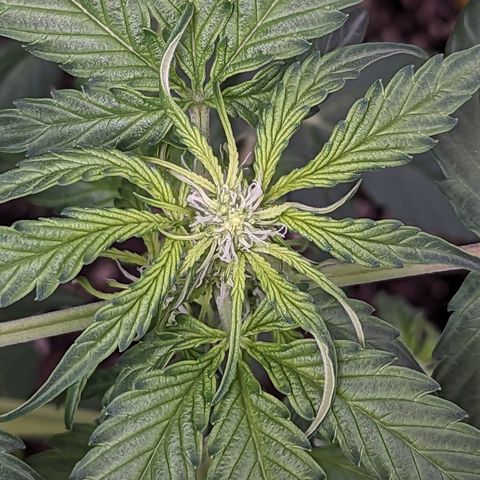 Apollo F1 growlog timeline photo