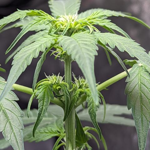 Apollo F1 growlog timeline photo