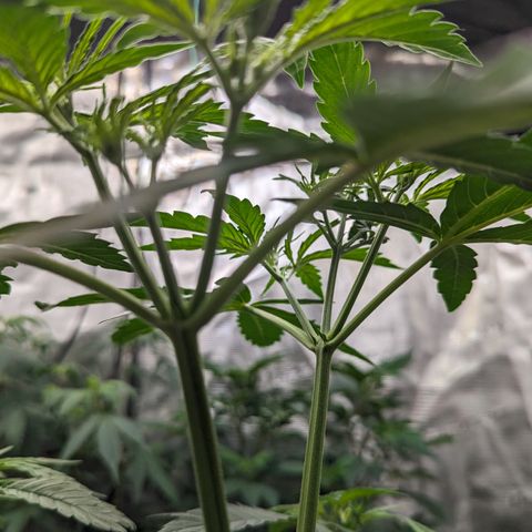 Special K growlog timeline photo