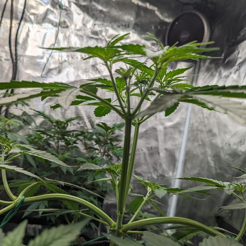 Special K growlog timeline photo