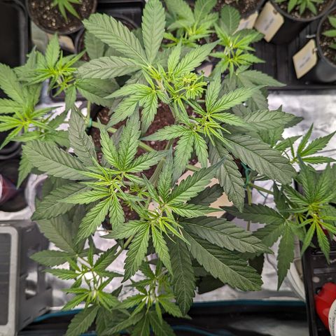 Special K growlog timeline photo