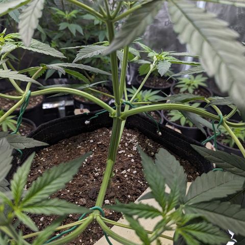 Special K growlog timeline photo