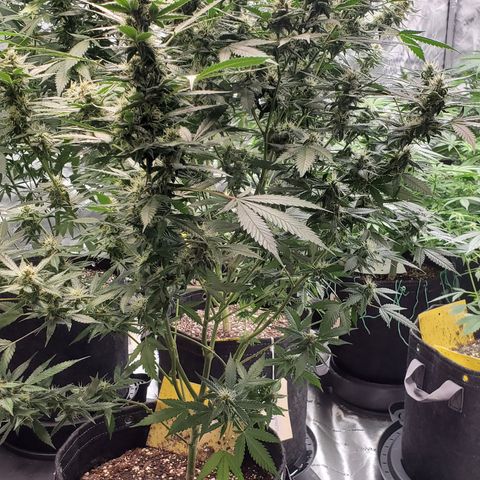 Pineapple Express 1 - 2 growlog timeline photo
