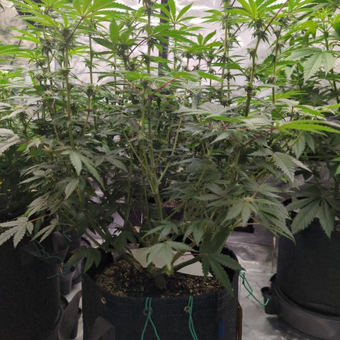 Pineapple Kush growlog timeline photo