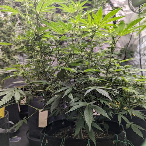 Honey Cream growlog timeline photo