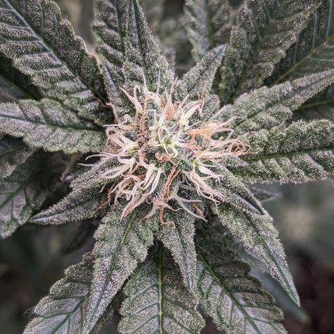 Chocolate Haze 3 - 1 growlog timeline photo