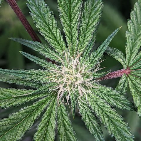 Pineapple Kush growlog timeline photo