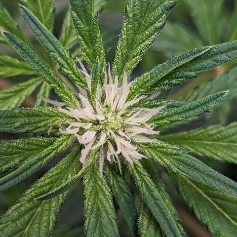 Honey Cream growlog timeline photo