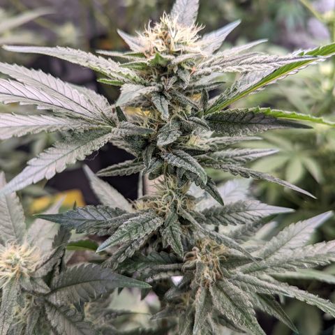 Chocolate Haze 3 - 1 growlog timeline photo