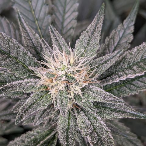  Chocolate Haze 3 - 2 growlog timeline photo