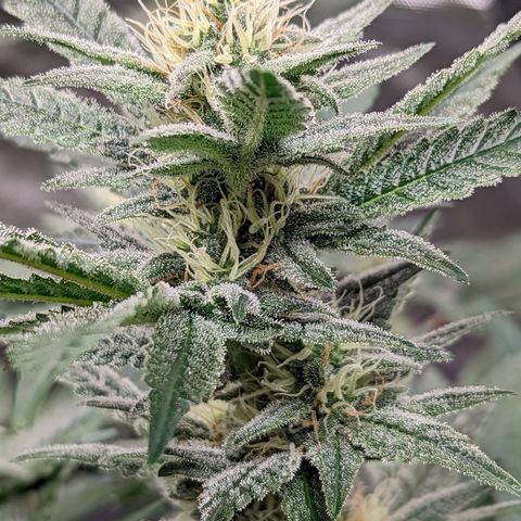  Chocolate Haze 3 - 2 growlog timeline photo