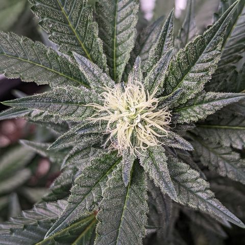 Chocolate Haze 3 - 3 growlog timeline photo
