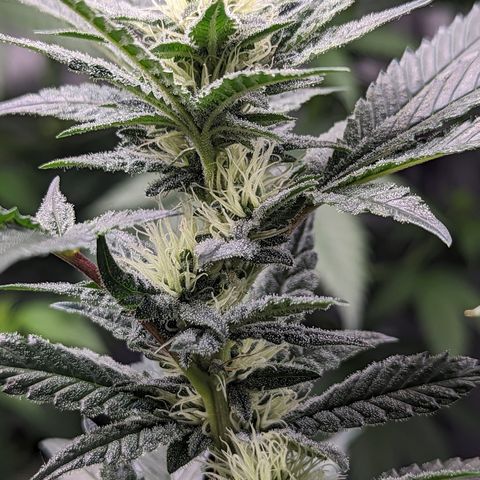 Chocolate Haze 3 - 3 growlog timeline photo