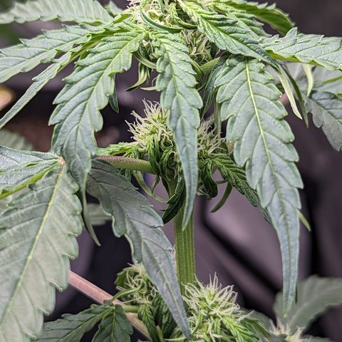 Apollo F1 growlog timeline photo