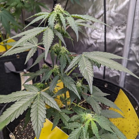 Apollo F1 growlog timeline photo
