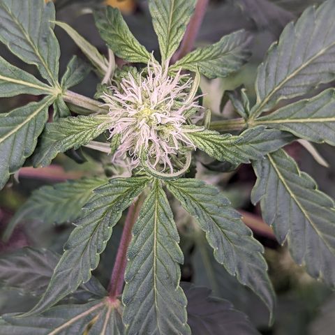 Apollo F1 growlog timeline photo