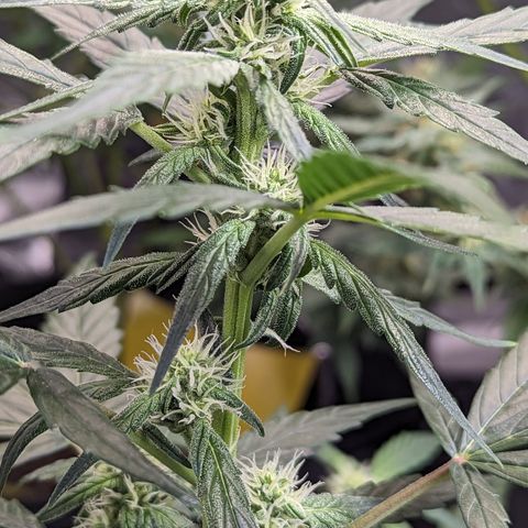 Epsilon F1 growlog timeline photo