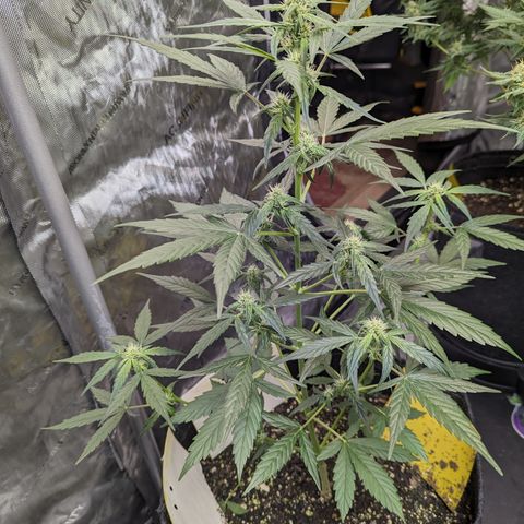 Epsilon F1 growlog timeline photo