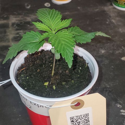 Skywalker Express 1 - 2 growlog photo: Solo cup