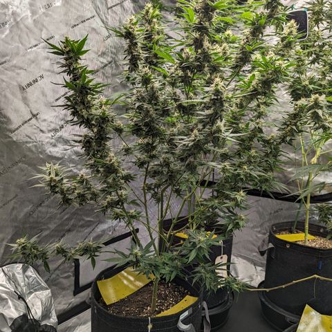 Pineapple Express 1 - 2 growlog timeline photo