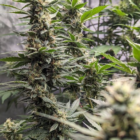 Pineapple Express 1 - 2 growlog timeline photo