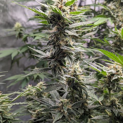 Pineapple Express 1 - 2 growlog timeline photo