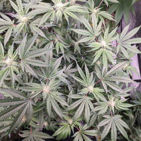 Pineapple Kush growlog timeline photo