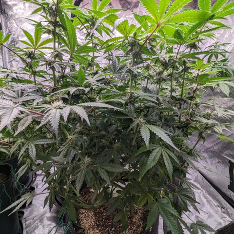 Pineapple Kush growlog timeline photo